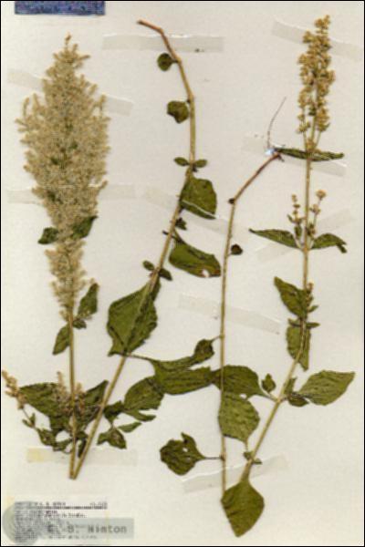 URN_catalog_HBHinton_herbarium_19225.jpg.jpg