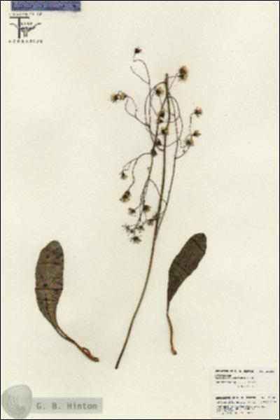 URN_catalog_HBHinton_herbarium_26086.jpg.jpg