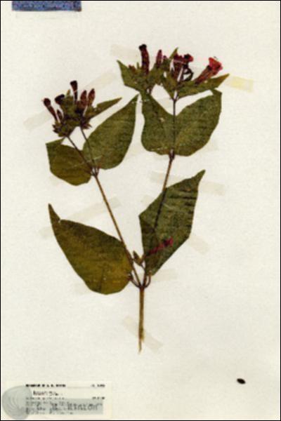 URN_catalog_HBHinton_herbarium_19922.jpg.jpg