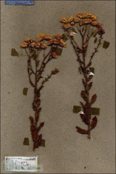 URN_catalog_HBHinton_herbarium_18528.jpg.jpg