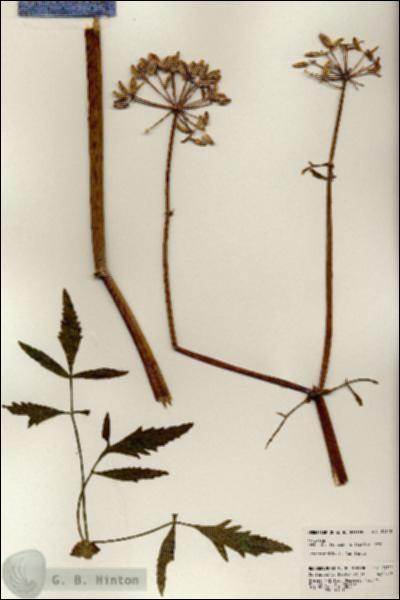 URN_catalog_HBHinton_herbarium_24312.jpg.jpg