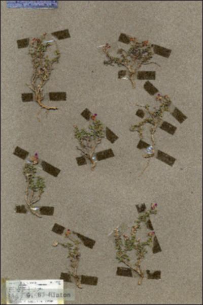 URN_catalog_HBHinton_herbarium_19527.jpg.jpg