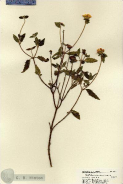 URN_catalog_HBHinton_herbarium_22141.jpg.jpg