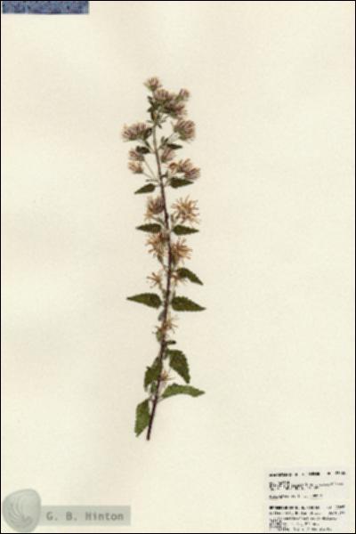 URN_catalog_HBHinton_herbarium_23885.jpg.jpg