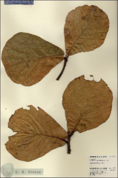URN_catalog_HBHinton_herbarium_22675.jpg.jpg
