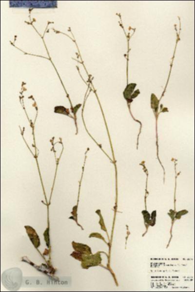 URN_catalog_HBHinton_herbarium_23542.jpg.jpg