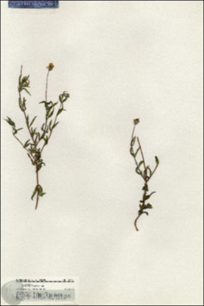 URN_catalog_HBHinton_herbarium_20381.jpg.jpg