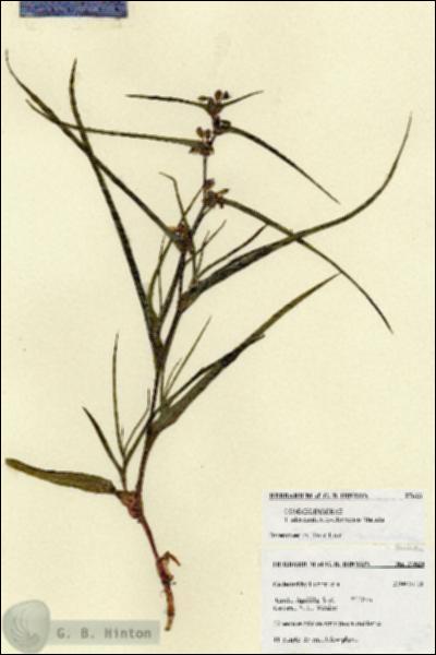 URN_catalog_HBHinton_herbarium_27623.jpg.jpg