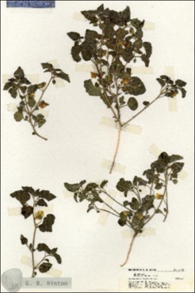 URN_catalog_HBHinton_herbarium_20183.jpg.jpg