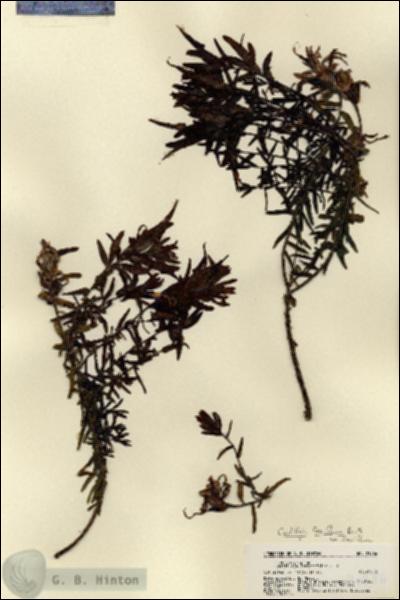 URN_catalog_HBHinton_herbarium_21986.jpg.jpg