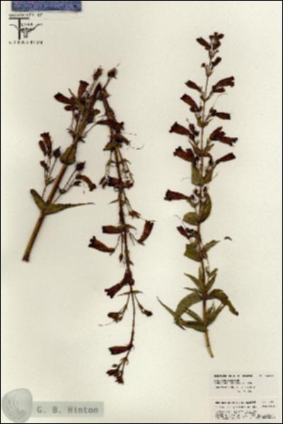URN_catalog_HBHinton_herbarium_26299.jpg.jpg