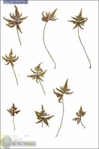 URN_catalog_HBHinton_herbarium_19322.jpg.jpg