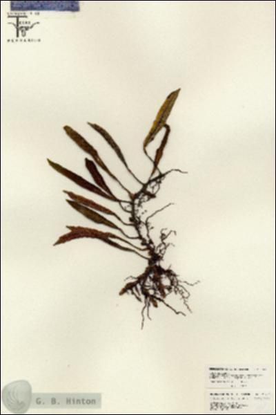 URN_catalog_HBHinton_herbarium_26237.jpg.jpg