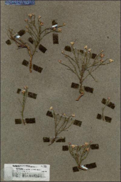 URN_catalog_HBHinton_herbarium_19834.jpg.jpg