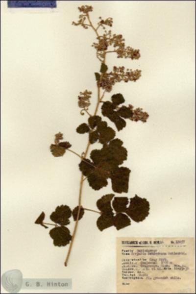 URN_catalog_HBHinton_herbarium_12457.jpg.jpg