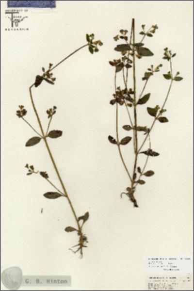 URN_catalog_HBHinton_herbarium_26687.jpg.jpg