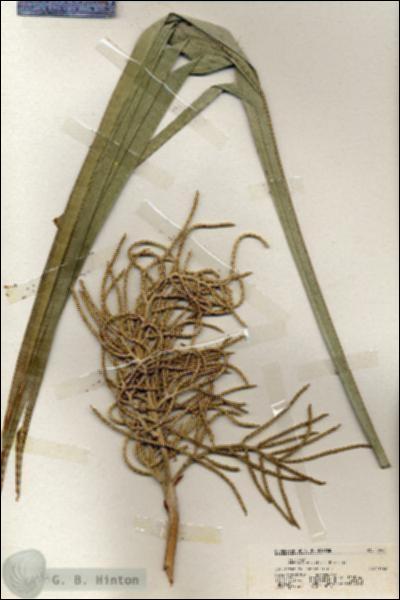 URN_catalog_HBHinton_herbarium_19984.jpg.jpg