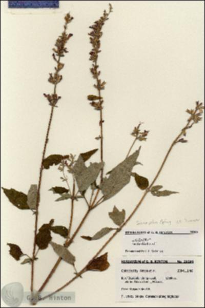 URN_catalog_HBHinton_herbarium_28289.jpg.jpg