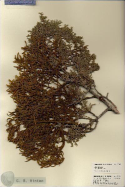 URN_catalog_HBHinton_herbarium_22048.jpg.jpg