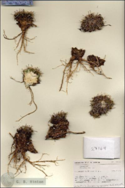 URN_catalog_HBHinton_herbarium_27167.jpg.jpg