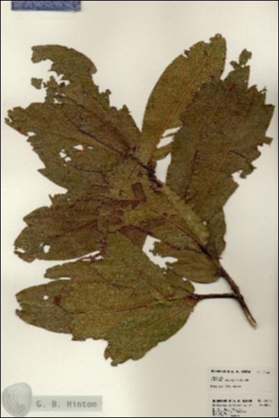 URN_catalog_HBHinton_herbarium_24526.jpg.jpg