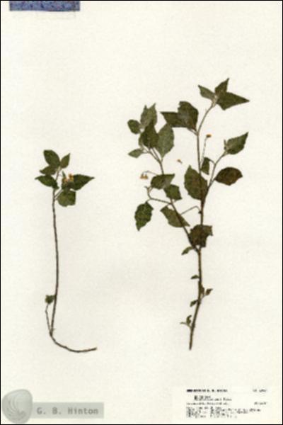 URN_catalog_HBHinton_herbarium_20941.jpg.jpg