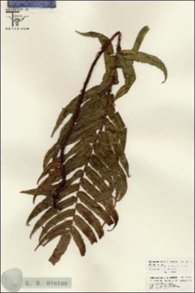 URN_catalog_HBHinton_herbarium_26040.jpg.jpg