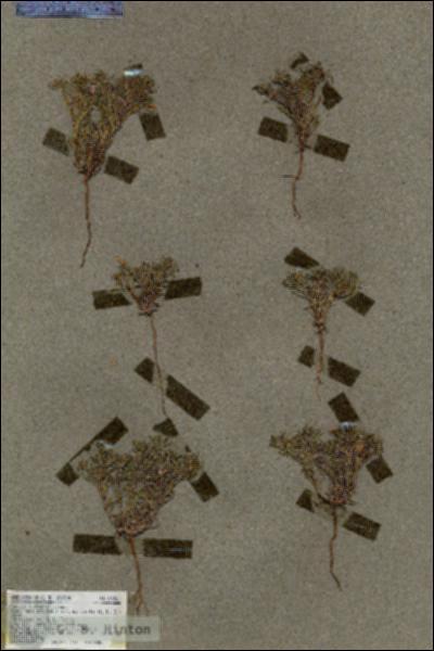 URN_catalog_HBHinton_herbarium_18181.jpg.jpg