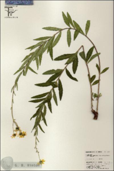 URN_catalog_HBHinton_herbarium_25536.jpg.jpg