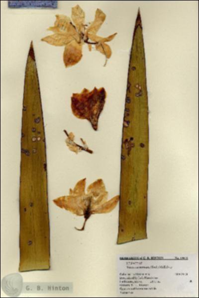 URN_catalog_HBHinton_herbarium_19658.jpg.jpg
