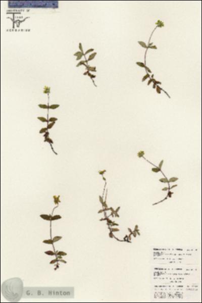 URN_catalog_HBHinton_herbarium_26388.jpg.jpg