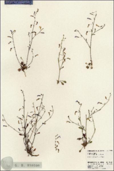 URN_catalog_HBHinton_herbarium_23988.jpg.jpg