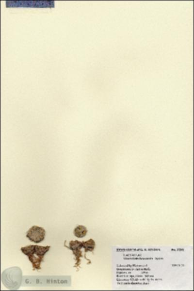 URN_catalog_HBHinton_herbarium_27351.jpg.jpg