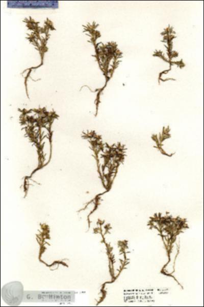 URN_catalog_HBHinton_herbarium_20539.jpg.jpg