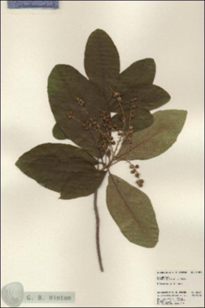 URN_catalog_HBHinton_herbarium_23821.jpg.jpg