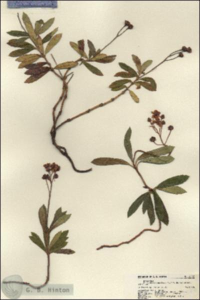 URN_catalog_HBHinton_herbarium_22287.jpg.jpg