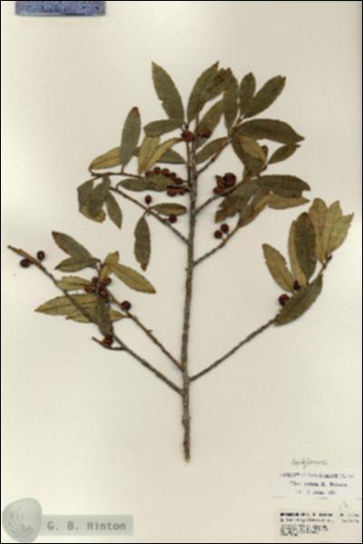URN_catalog_HBHinton_herbarium_22544.jpg.jpg