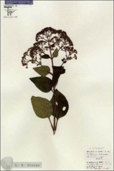 URN_catalog_HBHinton_herbarium_26411.jpg.jpg