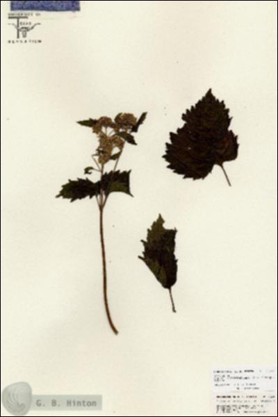 URN_catalog_HBHinton_herbarium_26847.jpg.jpg