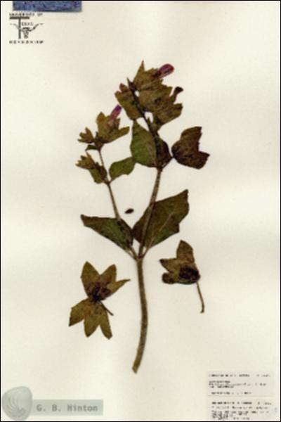 URN_catalog_HBHinton_herbarium_25640.jpg.jpg