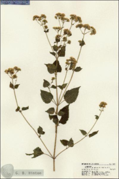URN_catalog_HBHinton_herbarium_21641.jpg.jpg