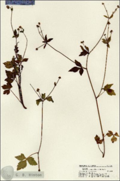 URN_catalog_HBHinton_herbarium_21245.jpg.jpg