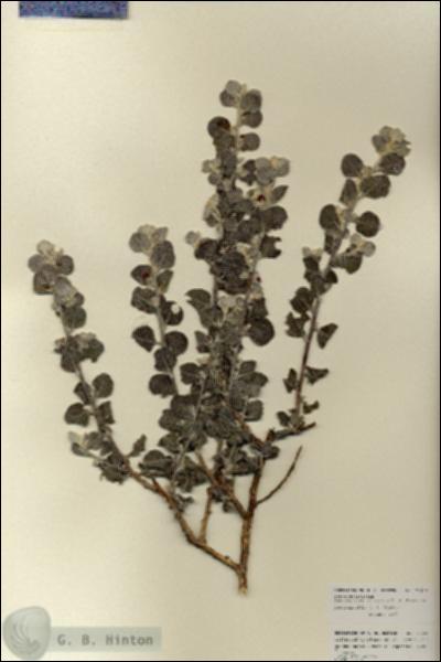 URN_catalog_HBHinton_herbarium_27105.jpg.jpg