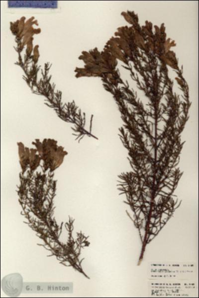 URN_catalog_HBHinton_herbarium_23609.jpg.jpg