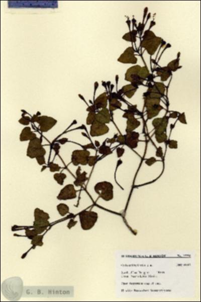 URN_catalog_HBHinton_herbarium_27750.jpg.jpg
