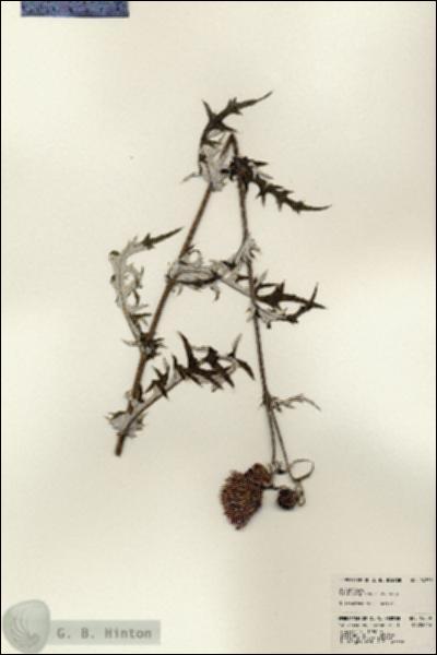 URN_catalog_HBHinton_herbarium_24339.jpg.jpg