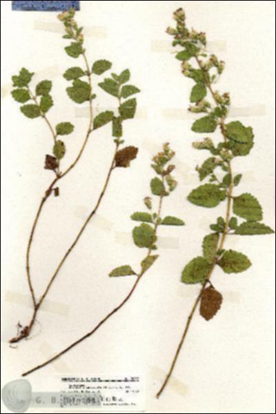 URN_catalog_HBHinton_herbarium_20039.jpg.jpg