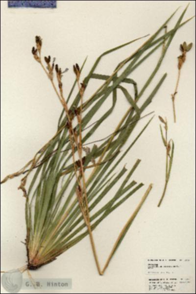 URN_catalog_HBHinton_herbarium_25275.jpg.jpg