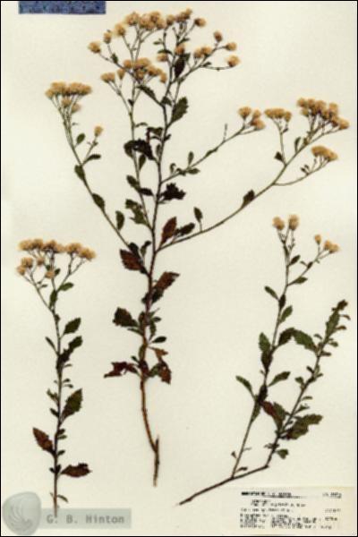 URN_catalog_HBHinton_herbarium_21716.jpg.jpg