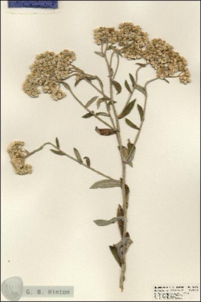 URN_catalog_HBHinton_herbarium_23918.jpg.jpg